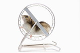 Fototapeta  - Pet hamster runs in the wheel