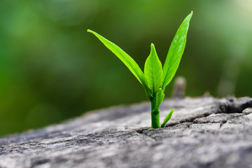 Wall Mural - strong seedling growing in center trunk(focus on new life)