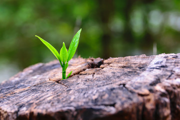 Wall Mural - strong seedling growing in center trunk (focus on new life)