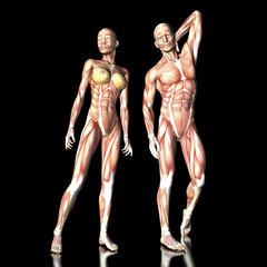 human anatomy