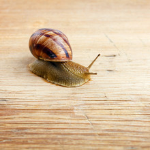 Close Up Of Snail Crawling Over A Piece Of Wood