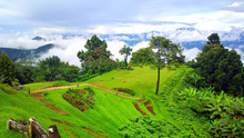 Green Season In Chiangmai