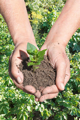 Sticker - peasant hands with handful soil with green sprout