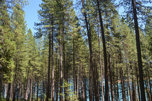 Tall Pine Tree Forest, Sierra Nevada, California