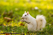 White Squirrel In Olney