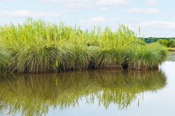 Wall Mural - green island in Briere Marsh, France