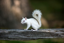 White Squirrel On Wooden Railing