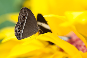 Closeup of the exotic butterfly Caligo spp