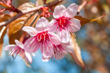 Wild Himalayan Cherry, Thailand Sakura Pink Flower