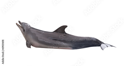 large grey doplhin on white Tableau sur Toile