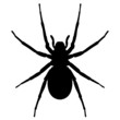 Schwarze Spinne von oben – Vektor und freigestellt