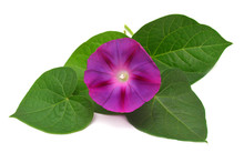 Purple Morning Glory With Leaf