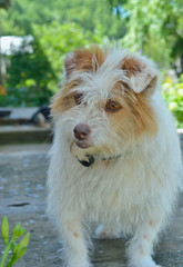 Wall Mural - Small white dog 1