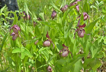 Sticker - Wild orchid (Cypripedium macranthon) 20