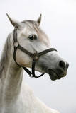 Fototapeta Zwierzęta - Portrait of an beautiful arabian white horse