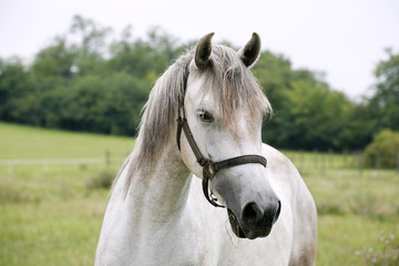 Wall Mural - Portrait of an beautiful arabian white horse