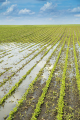 Agricultural disaster, field of flooded soybean crops.