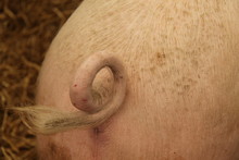 The Twisted Tail Of A Large Farm Pig.