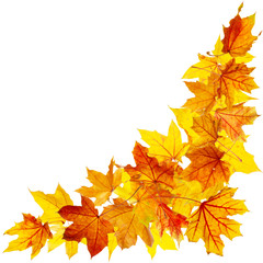 Wall Mural - autumn maple leaves isolated on white background