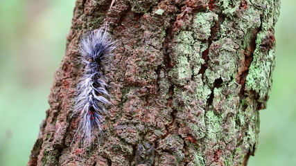 beautiful big worm movement on tree