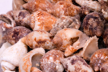 Poster - Background of sea shells