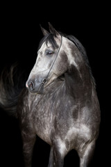 Fototapeta piękny koń zwierzę