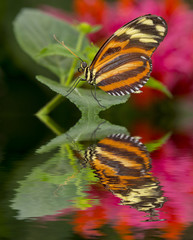 Wall Mural - tropical butterfly sitting on a leaf