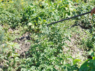 Canvas Print - spraying of herbicide on potato plantation