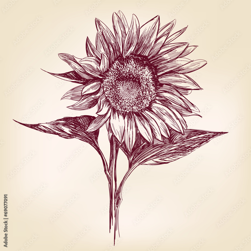 Free Free 60 Realistic Sunflower Svg SVG PNG EPS DXF File