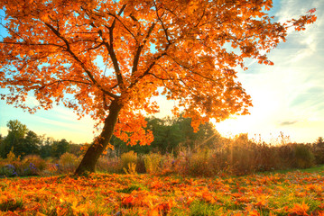 beautiful autumn tree with fallen dry leaves