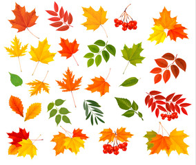 Poster - Set of colorful autumn leaves. Vector illustration.