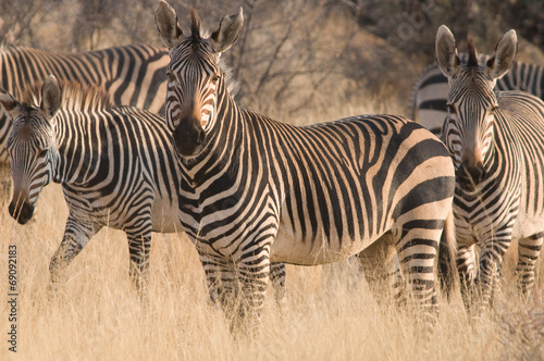 Board z aluminiowym obramowaniem Zebry w etosha