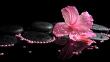 Beautiful Spa Still Life Of Pink Hibiscus, Drops And Pearl Beads