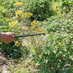 Wall Mural - processing of pesticide on potato plantation