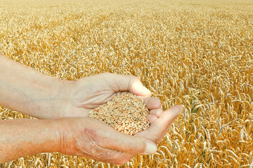 Sticker - male hands hold seeds on wheat field