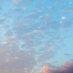 Poster - many little pink clouds in blue sunset sky