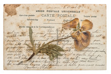 Dried Pansy Flower And Old Post Card Isolated On White