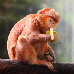 Fototapete - The Javan langur (Trachypithecus auratus) eating ripe banana.