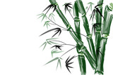 Fototapeta Bambus - Handgezeichnete Bambus Illustration in Aquarelloptik auf weissem Grund. Copyspace links.