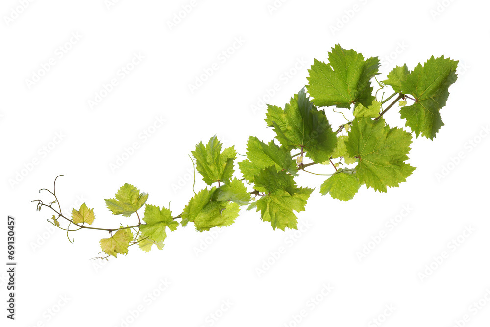Vine leaves isolated on white - obrazy, fototapety, plakaty 