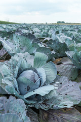 Sticker - Organically cultivated red cabbages from close