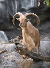 Wall Mural - male Barbary sheep (Ammotragus lervia)