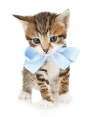 Wall Mural - Cute little kitten with bow isolated on white