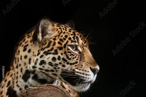Plakat na papierze fotorealistycznym Portret jaguara