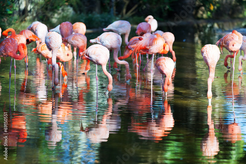 Plakat na papierze fotorealistycznym Flamingi stojące w stawie