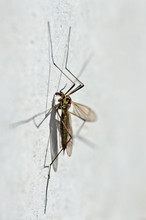 Spotted Crane Fly Detail (Nephrotoma Appendiculata)