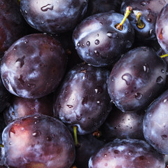 Wall Mural - Fleshy plums