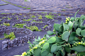 vignes et cactus la geria lanzarote