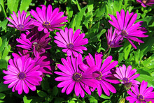 Violet Osteospermum Daisy Flowers