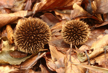 Spiny Puffball Mushroom Lycoperdon Echinatum